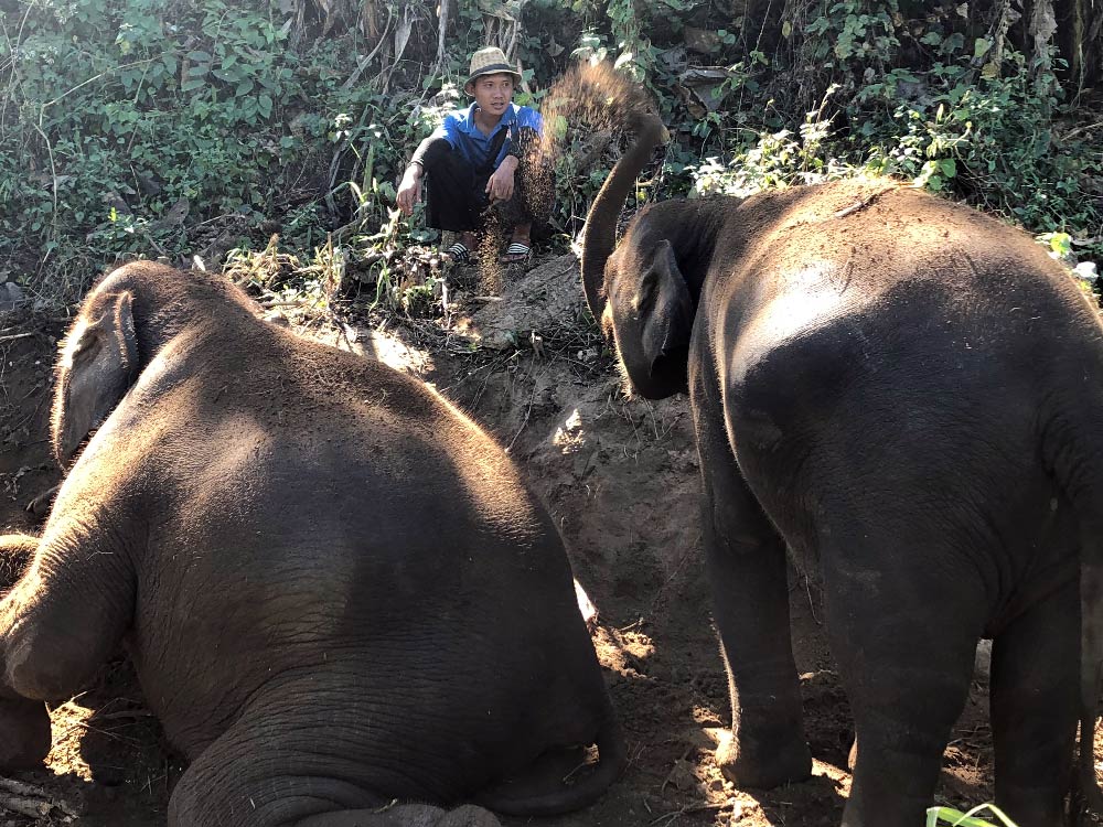 Hike with Elephants in Thailand