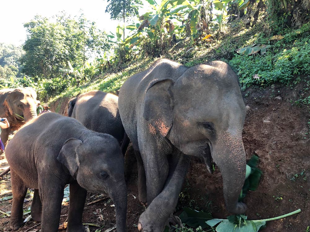 Hike with elephants in Thailand uphill