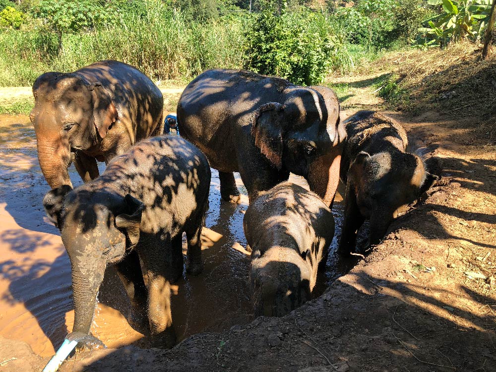 Hike With Elephants in Thailand in Mud