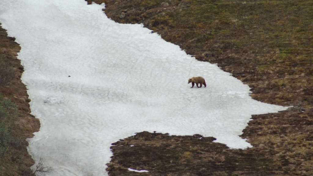 Camping in Denali National Park with Bears