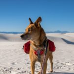 Dog Friendly National Parks (White Sand National Park)