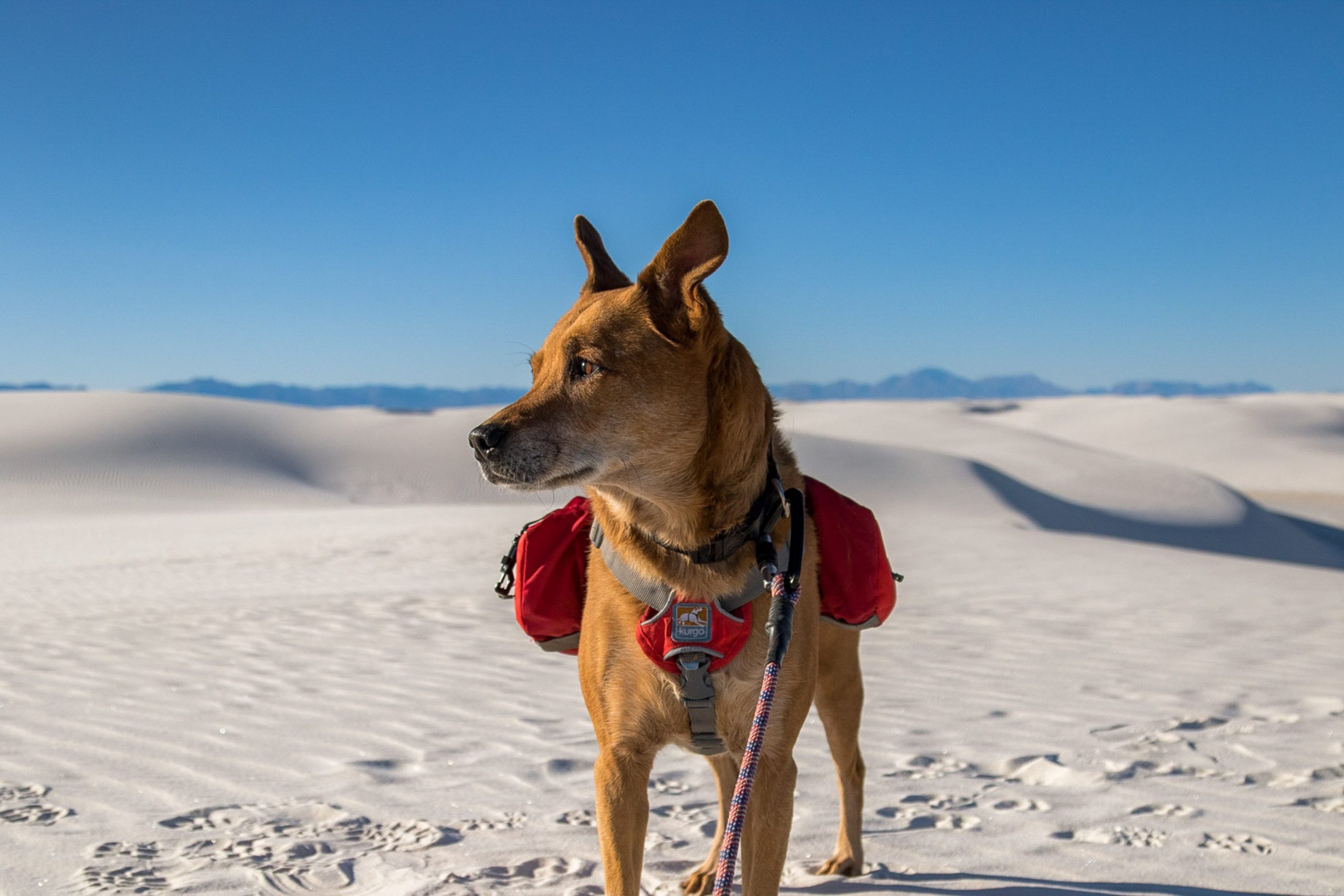 Dog Friendly National Parks (White Sand National Park)