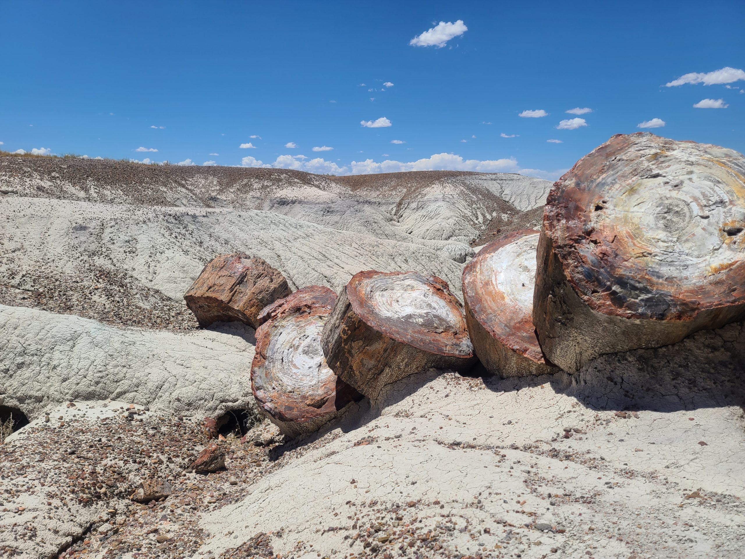 Dog Friendly National Parks (Petrified Forest National Park)
