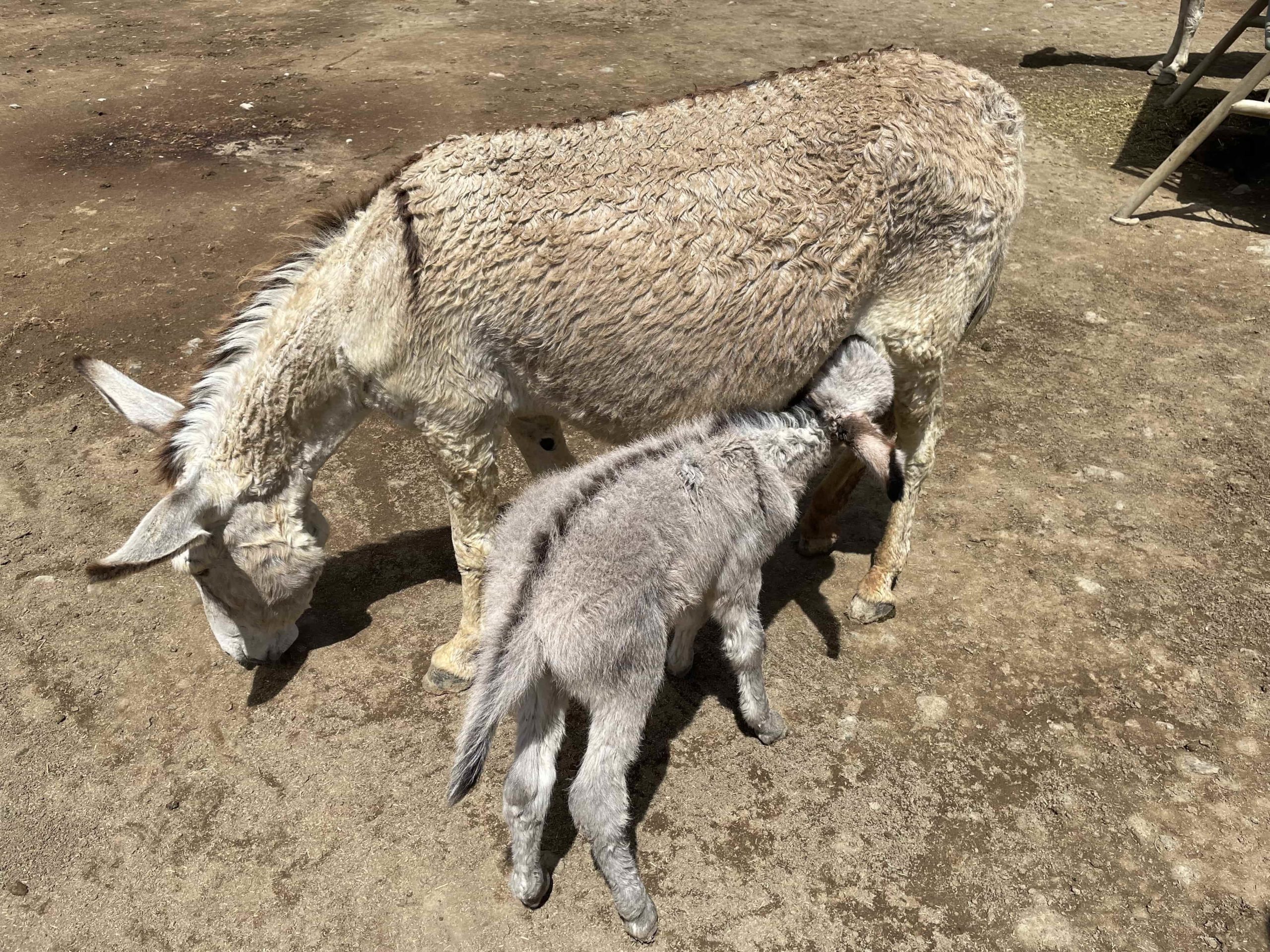 Baby donkey with mom at the Donkey Sanctuary. Number 5 of things to do in Bonaire