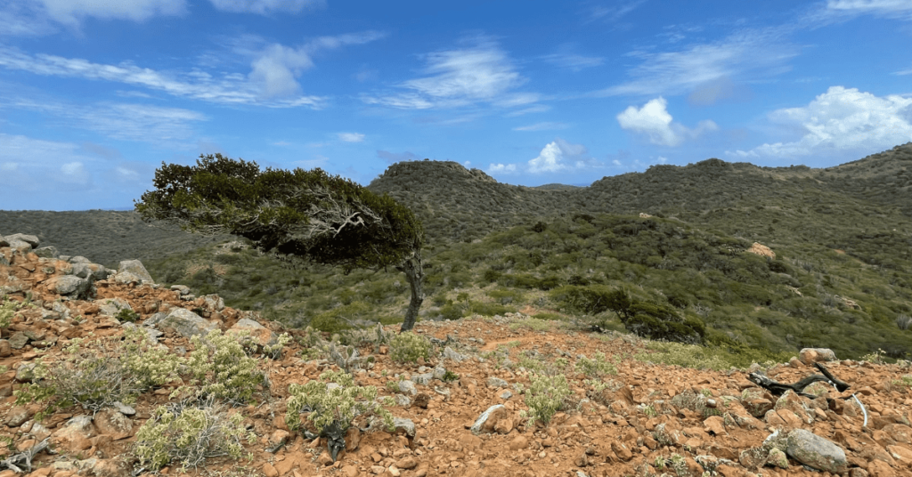 Tree in Bonaire, featured image for things to do in bonaire