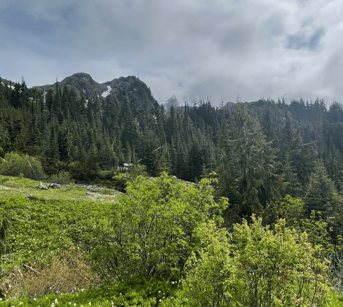 Olympic National Park Hiking Trails open fields