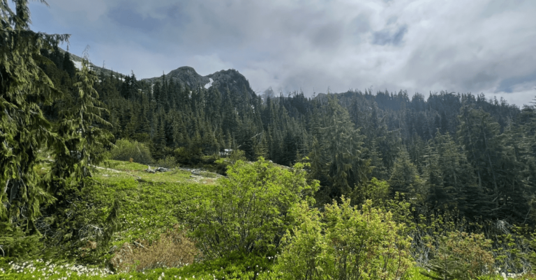 Olympic National Park Hiking Trails open fields