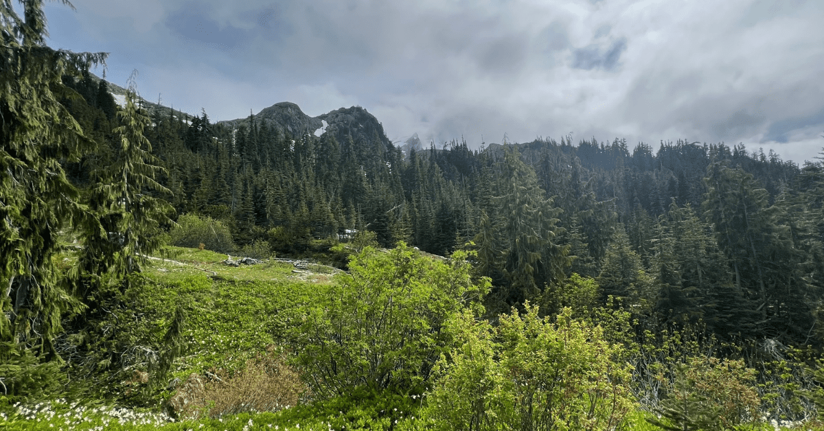 Olympic National Park Hiking Trails open fields