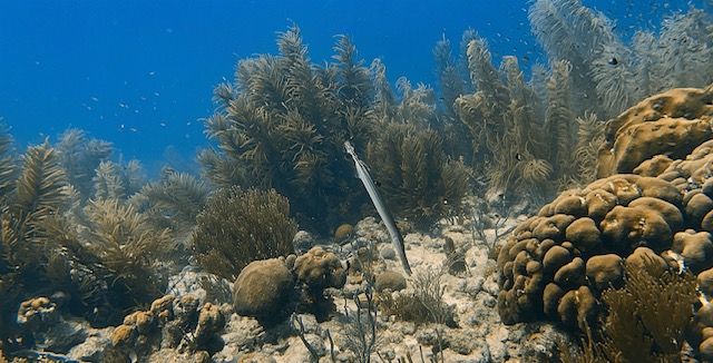 Scuba Diving in Bonaire Pipe Fish