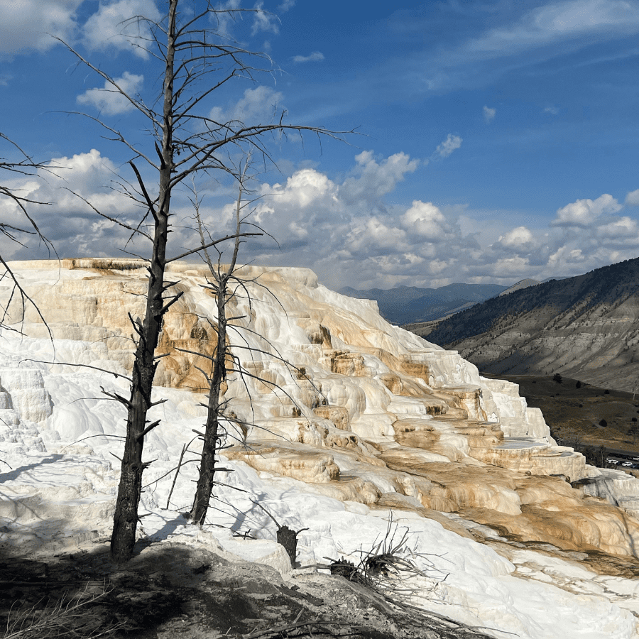 Yellowstone Landscape