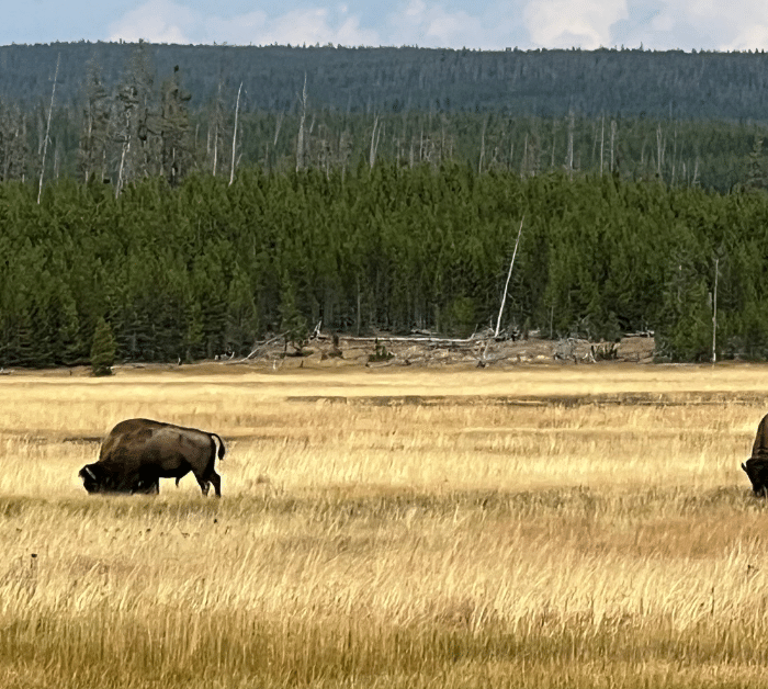 Yellowstone Lodging - Bison in the fields