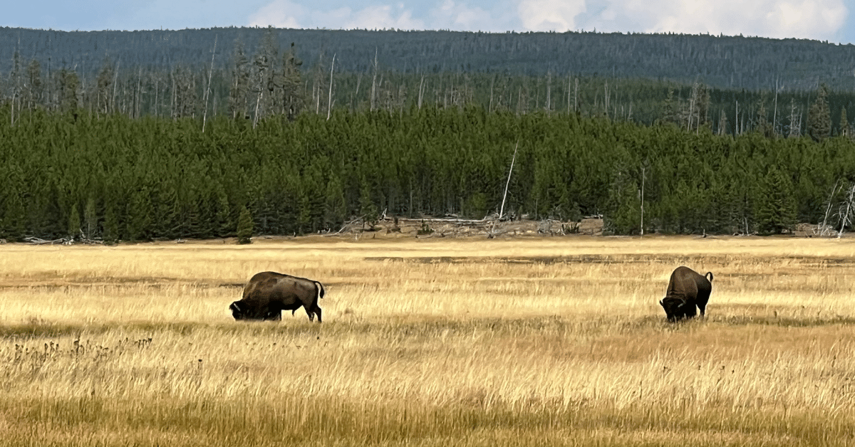 Yellowstone Lodging - Bison in the fields