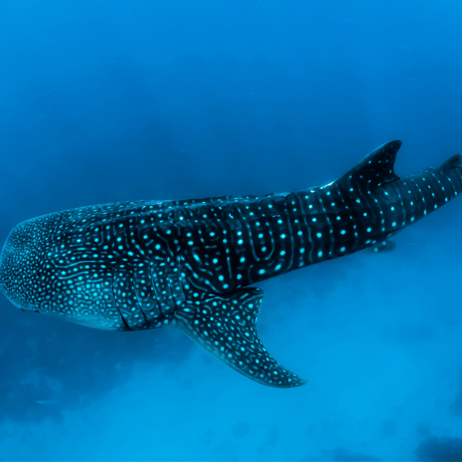 Whale shark in the Maldives ocean.