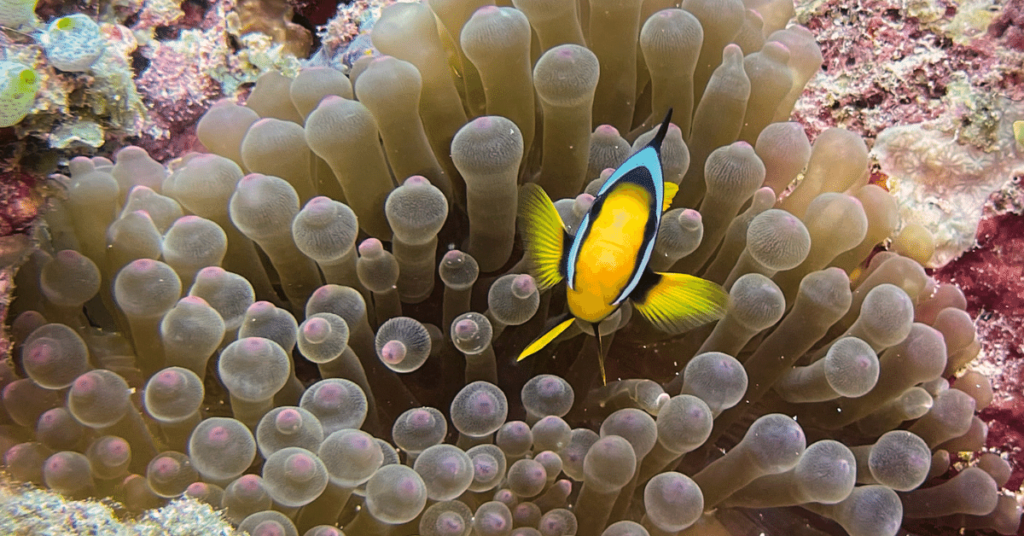 Clown fish in the maldives while scuba diving