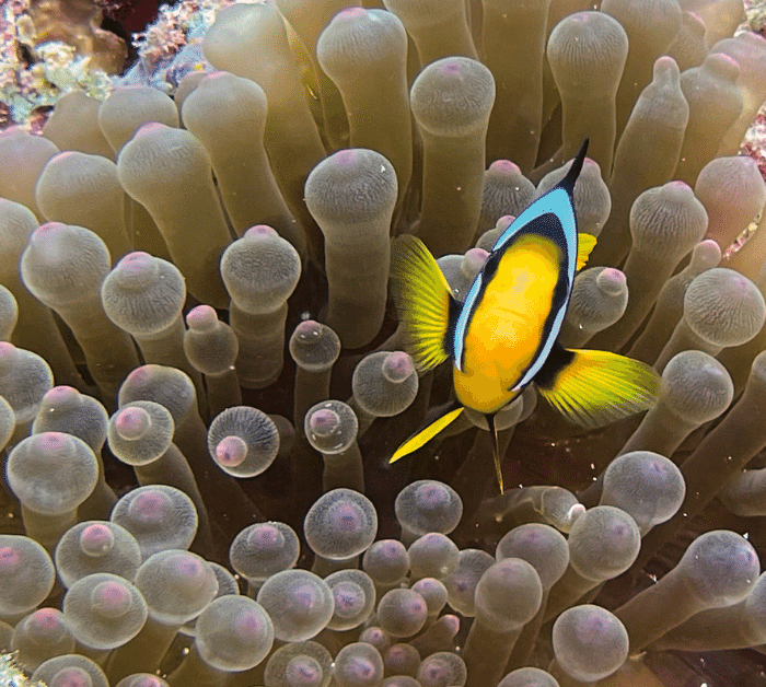Clown fish in the maldives while scuba diving
