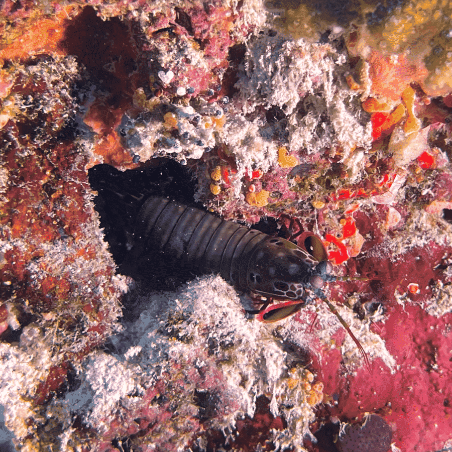 Small invertebrate coming out of hole while scuba diving in the Maldives.