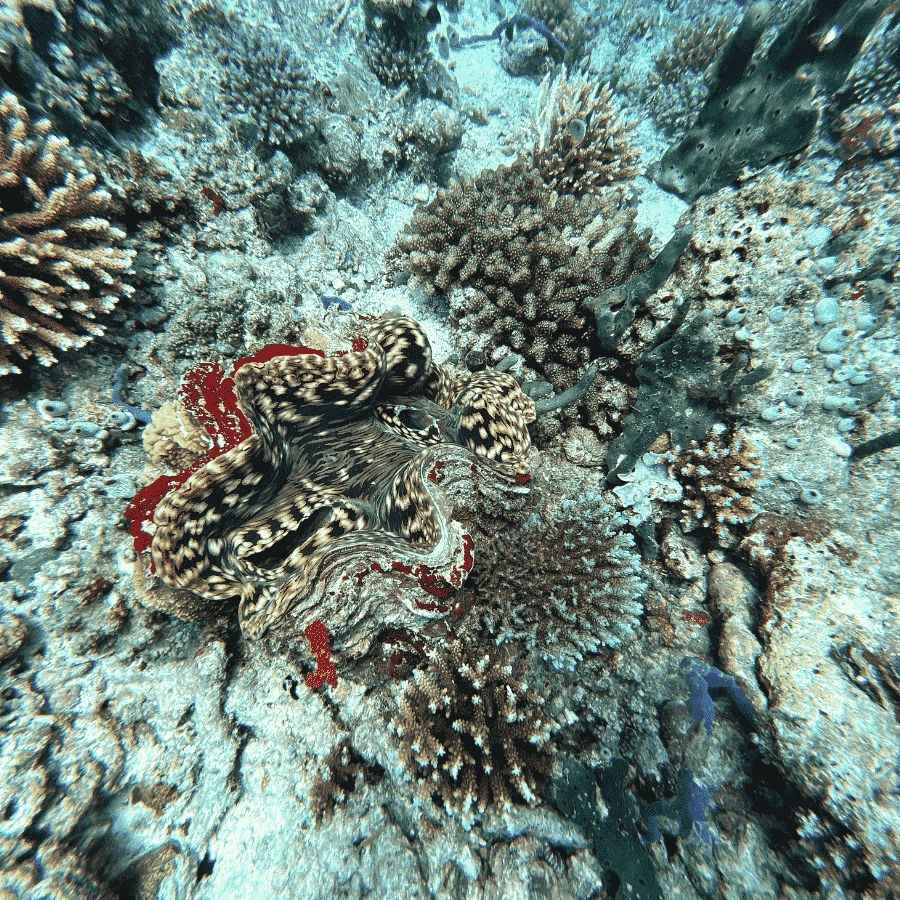 Corals in the Maldives