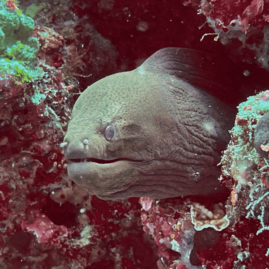 Eel while night diving in the Maldives