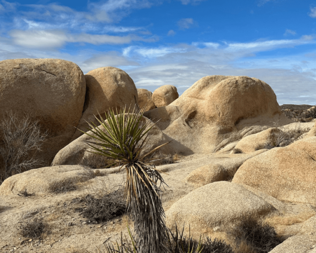 4 Reasons to Visit Joshua Tree National Park in the Winter
