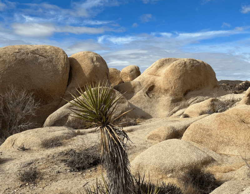 Joshua Tree National Park in Winter. Rock formations with small desert plant.