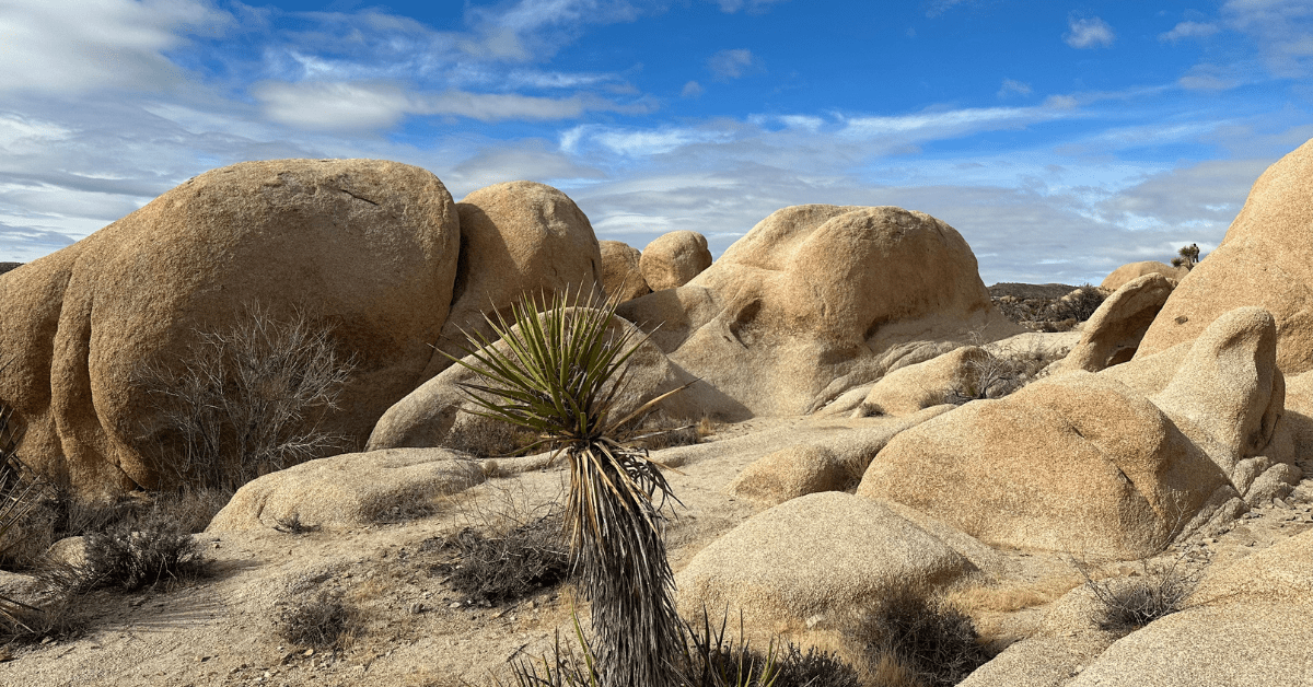 Joshua Tree National Park in Winter. Rock formations with small desert plant.