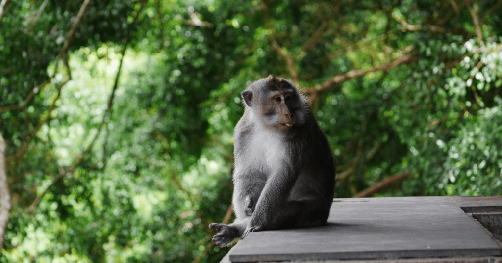Monkey sitting at monkey forest