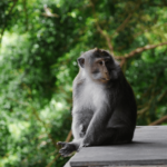 Monkey sitting at monkey forest