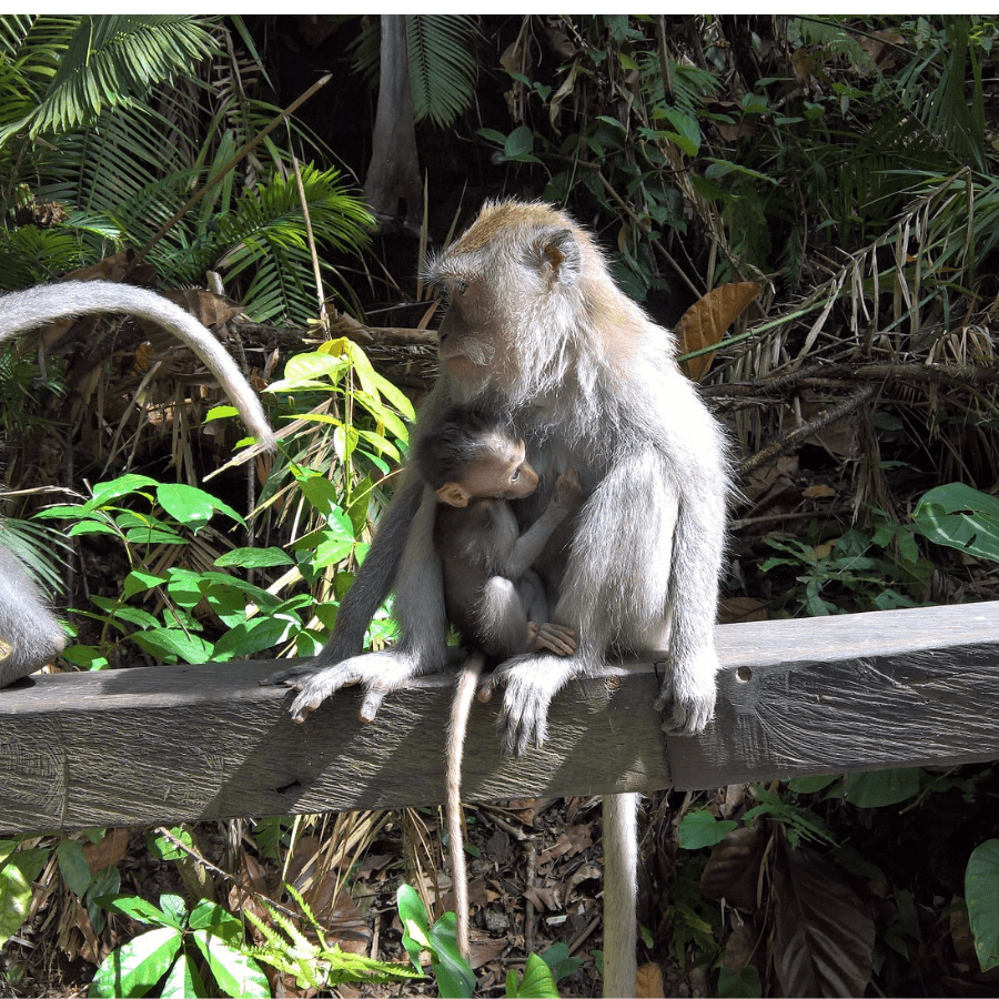 Ubud Monkey Forest Baby and Mom