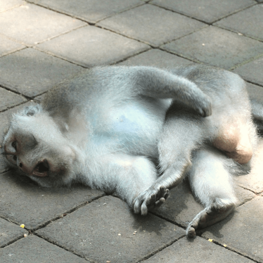 Ubud Monkey Forest monkey on ground