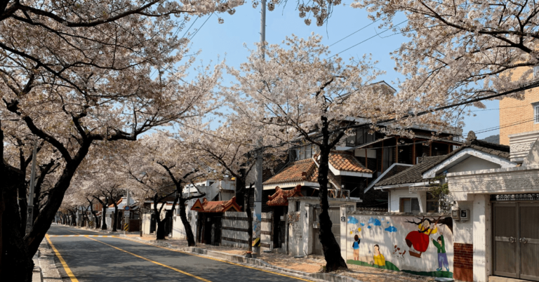 How to Attend the Jinhae Cherry Blossom Festival