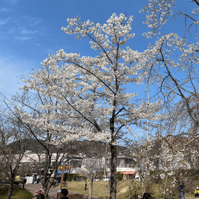 Cherry blossom tree at the park in Jinhae, South Korea