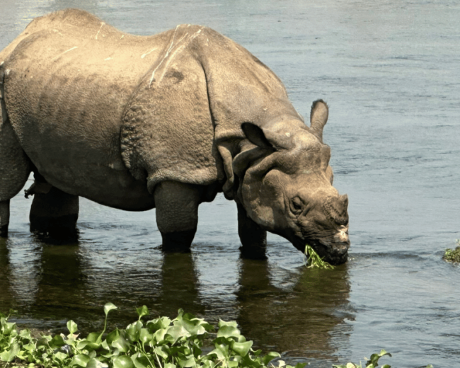 Everything You Need to Know Before Visiting Chitwan National Park