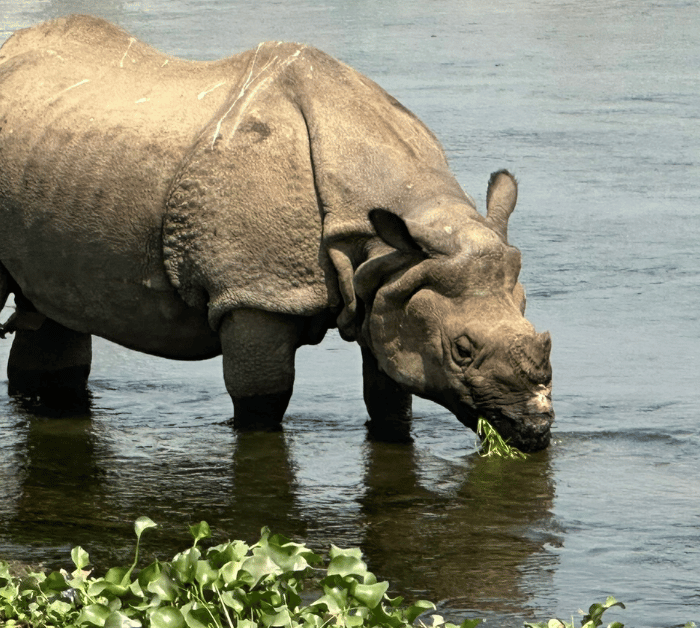 Rhino eating leaves in Chitwan National Park