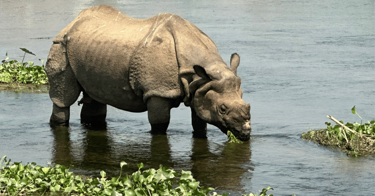 Rhino eating leaves in Chitwan National Park